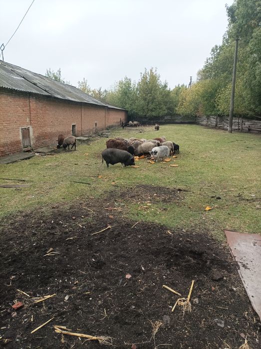 Продам вівці барани на м'ясо 80  грн.