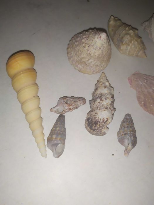 Ракушки морские для аквариума (конус и др), мушли.