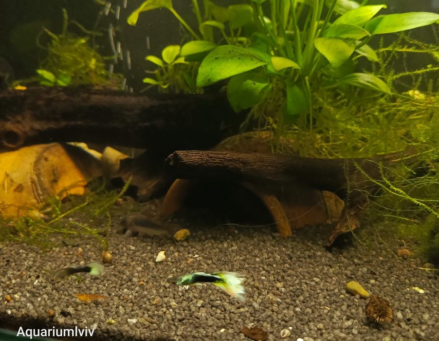 Молодь Гупі дамбо