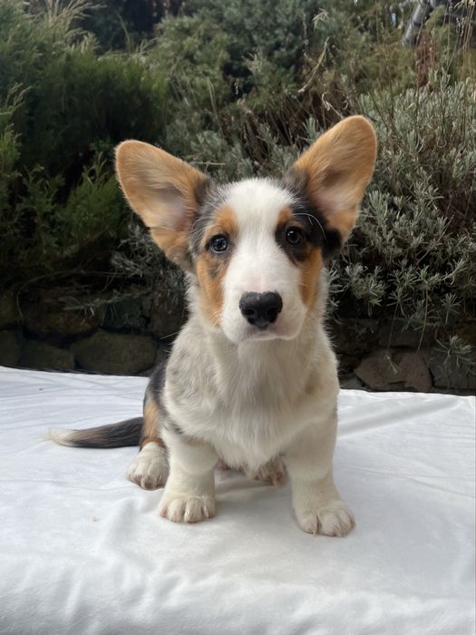 Welsh Corgi Cardigan - piesek Blue Merle