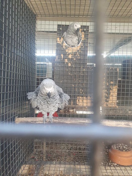 Vends de lote de casais de papagaios cinzentos reprodotores