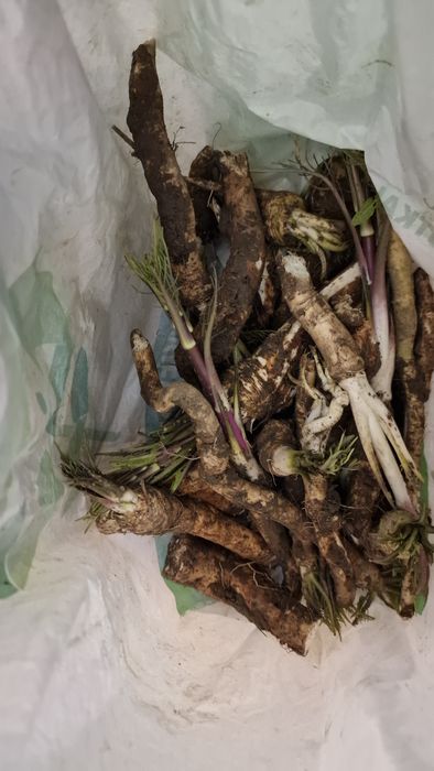 Chrzan 1kg świeży 35zl