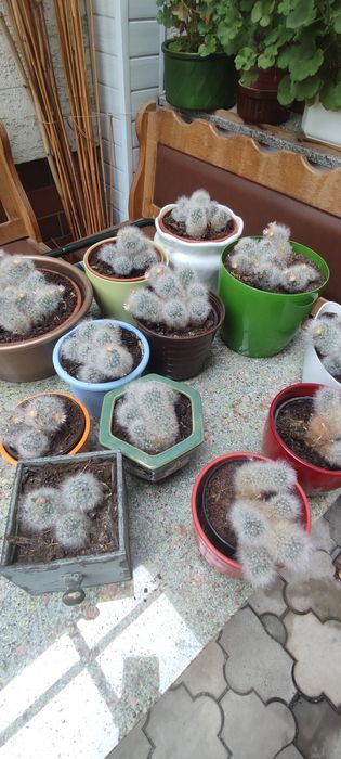 Kaktus Mammillaria bocasana