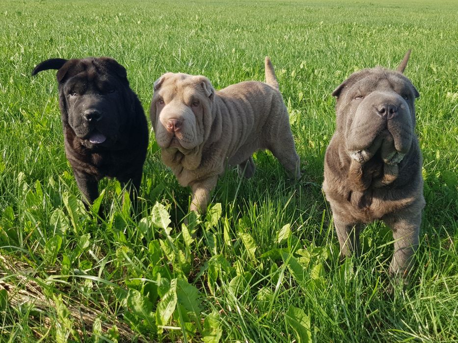Shar pei szczeniak