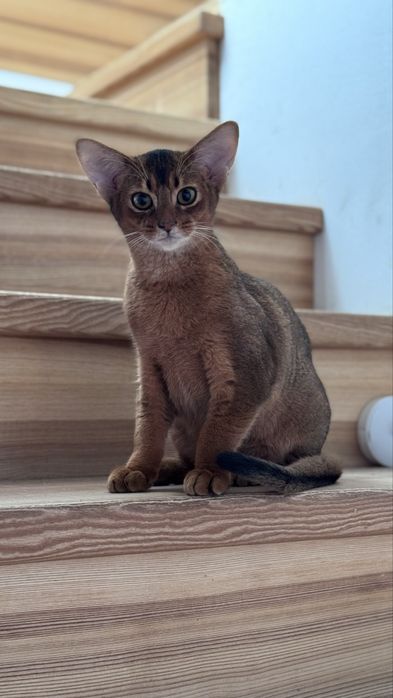 Kociak abisyński, kotek