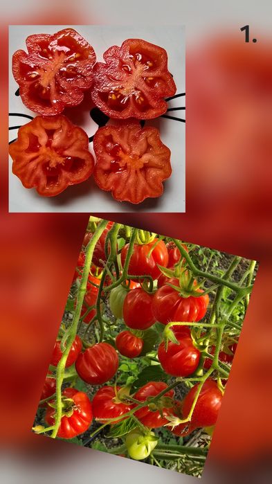 Kolekcjonerskie nasiona pomidorów