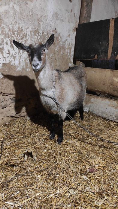 Терміново!!! Продам Шуту козу, дійну козочку, козла