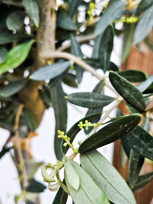 Drzewka oliwne / oliwka europejska