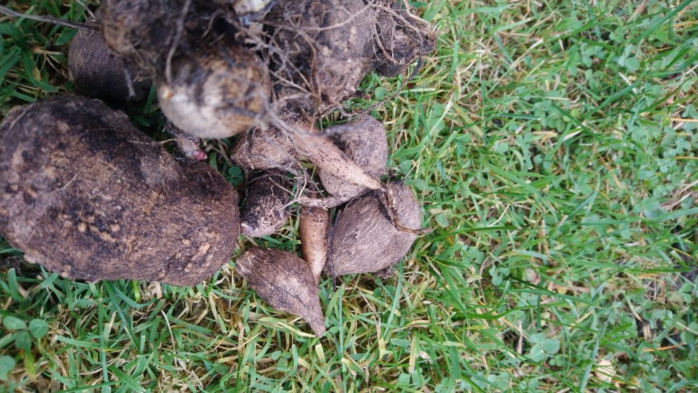 Bulwy georginii - dalii.