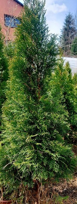 Thuja Szmaragd 110-130 cm
