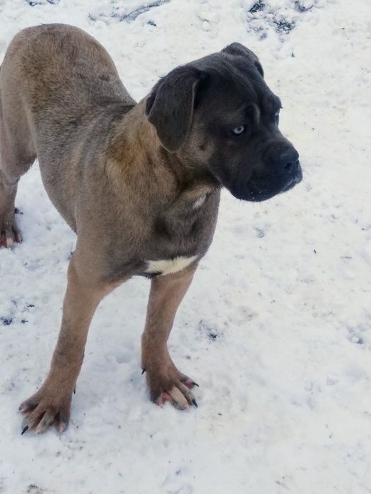 Cane Corso- odchowana sunia