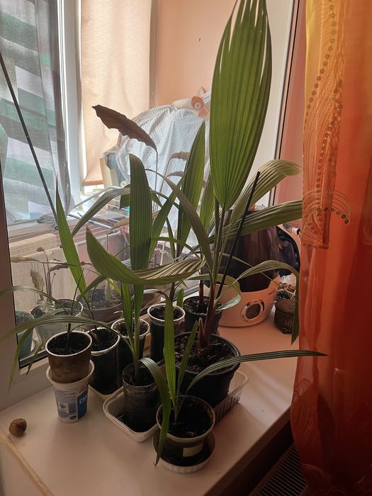 Пальма вашингтония нитеносная