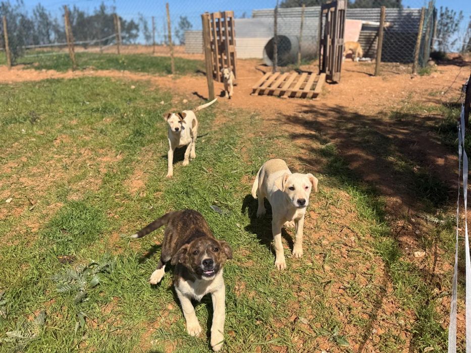 Cachorros /Caes pra doar