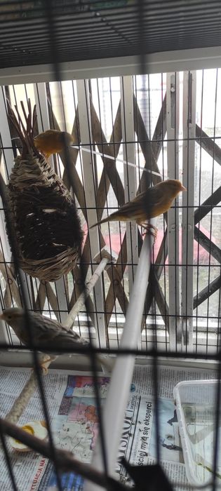 Kanarek samiec i samiczka