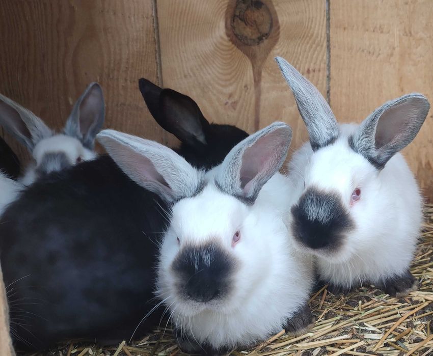 Продам кроленят 2.5 міс- 200 грн.