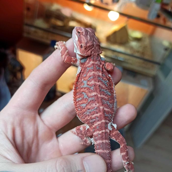 Agama brodata Gekon Jaszczurka dla początkującego zbożówka