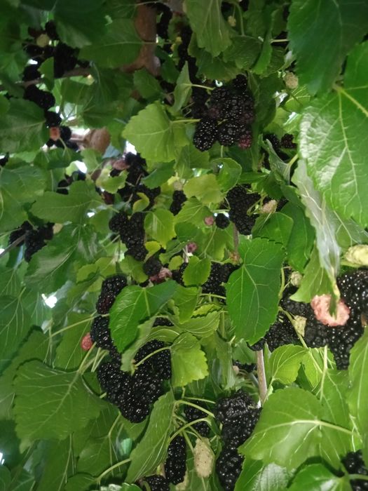 Шовковиця плакуча