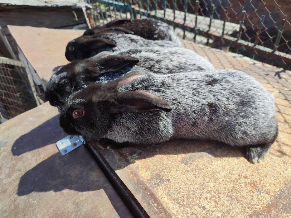 Кролики Полтавське срібло та інші