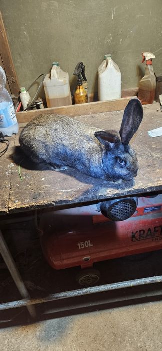 Samiec kròlik mieszany