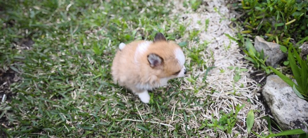 Spitz alemão anão Lulu da Pomerânia  criado em ambiente familiar dispo