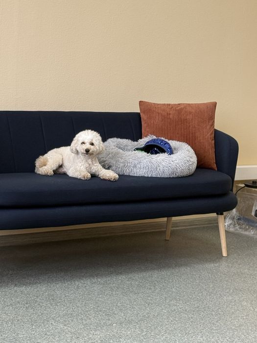 Хлопчик мальтіпу шукає дівчинку для вʼязки