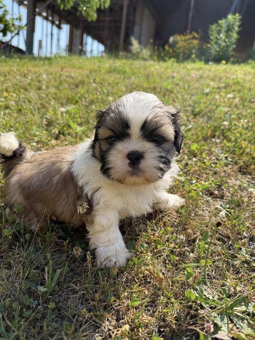 Shih-Tzu słodziutki piesek gotowy do odbioru!!