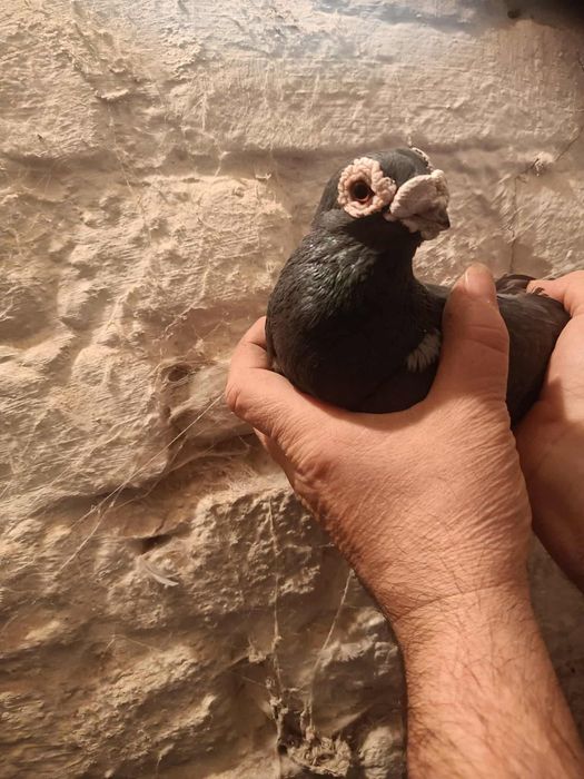 Sprzedam brodawczaki