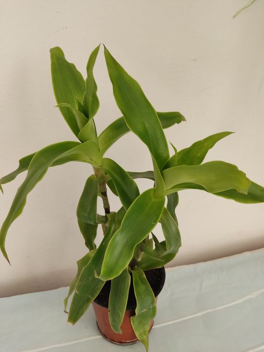 Вазони венерене волосся, золотий вус