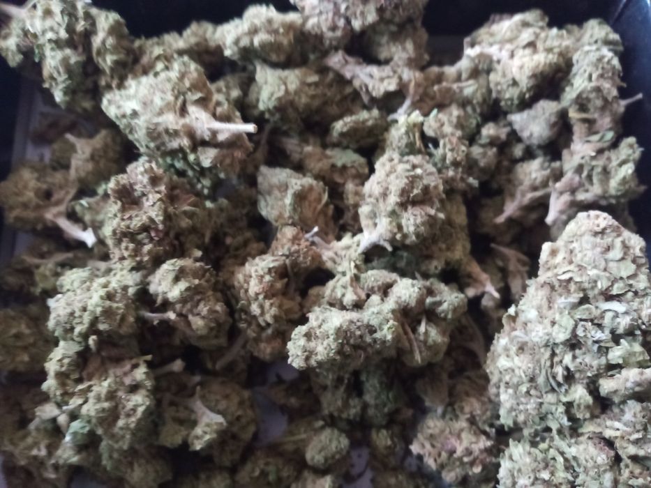 25 gram suszu CBD WHITE WIDOW