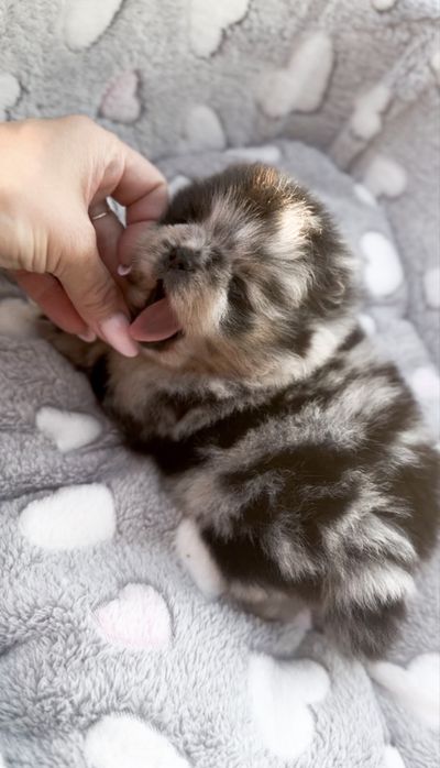 Pomeranian Mini chłopiec!
