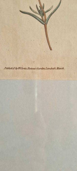 Gravuras de botânica Séc. VIII