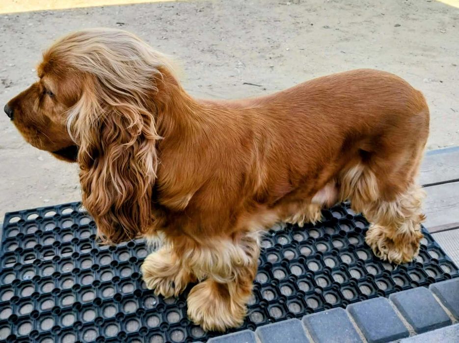 Cocker Spaniel angielski