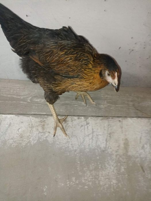 Sprzedam kury nioski 15 tygodniowe