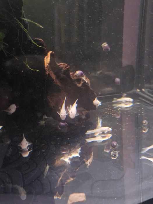 Анциструс snow White не вуаль