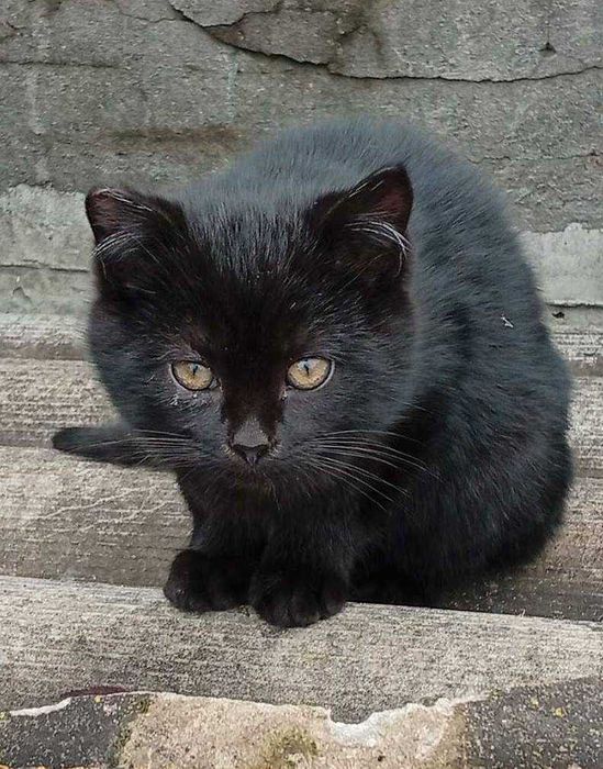 Котенята в добрі руки