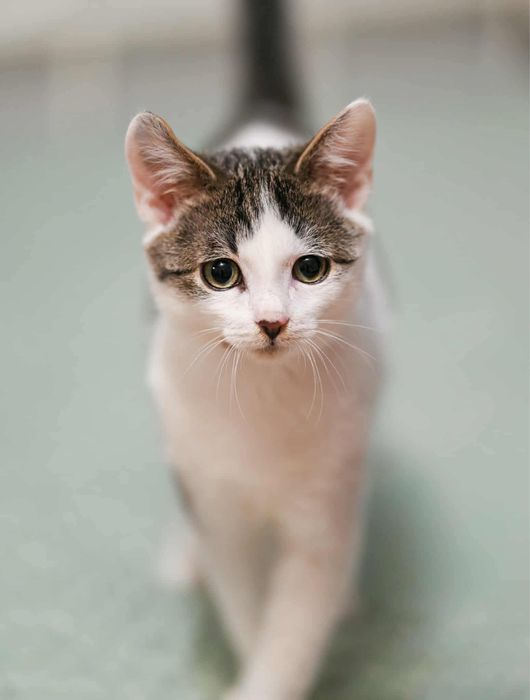 KRIS - slodki kocurek do pokochania!