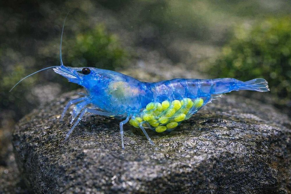 Camarões Neocaridina Premium - Cores Vibrantes e Saúde Garantida!