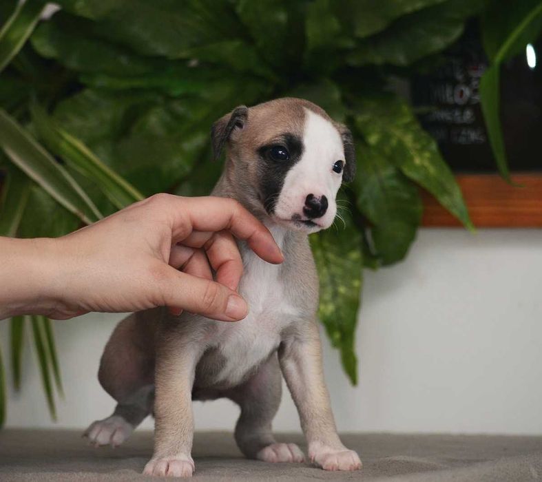 whippet płowa suczka, rodowód FCI