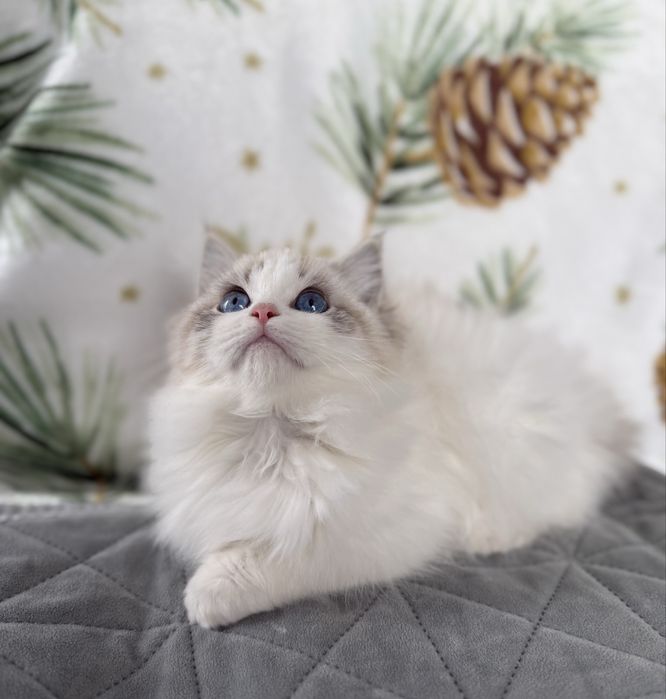 RAGDOLL sliczna dziewczynka