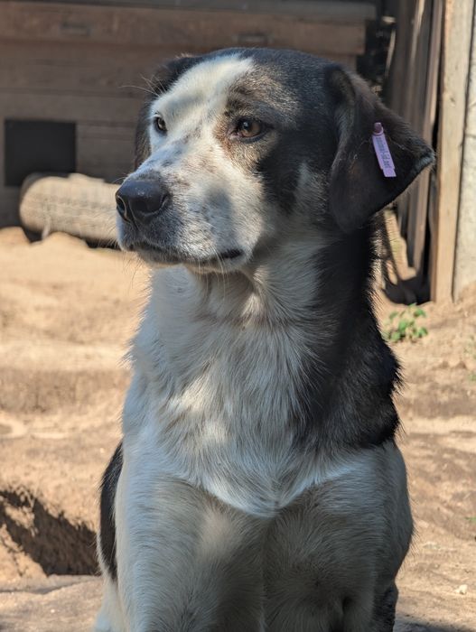 Песик Малюк шукає сім'ю