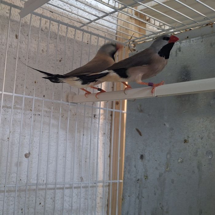 Aves para cedência diamantes bavete, mascarados, Degolados