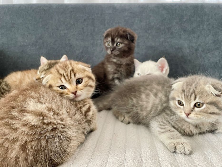 Шотландські кошенята