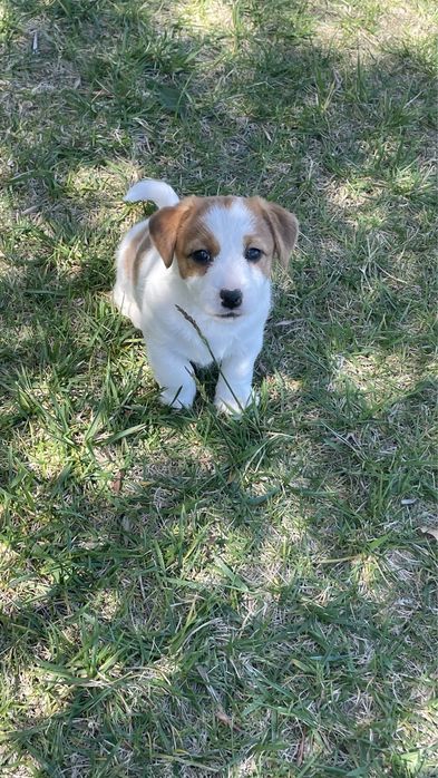 Cachorro Jack Russell c/pedigree (LOP) descendente de vários campeões