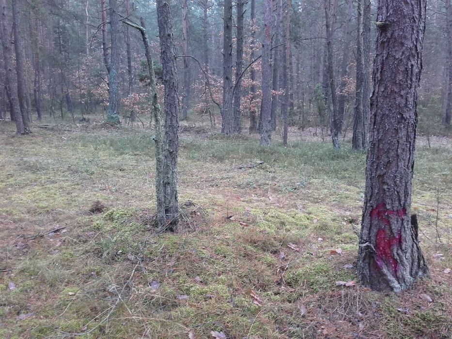 Sprzedam las, działka leśna 1,23 ha, Pradła, gm. Kroczyce, Zawiercie