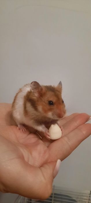 Chomiki syryjskie