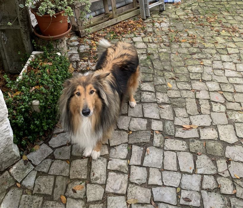 Dog Walker/ Pet Sitter / Pet Sitting / Passear Cães