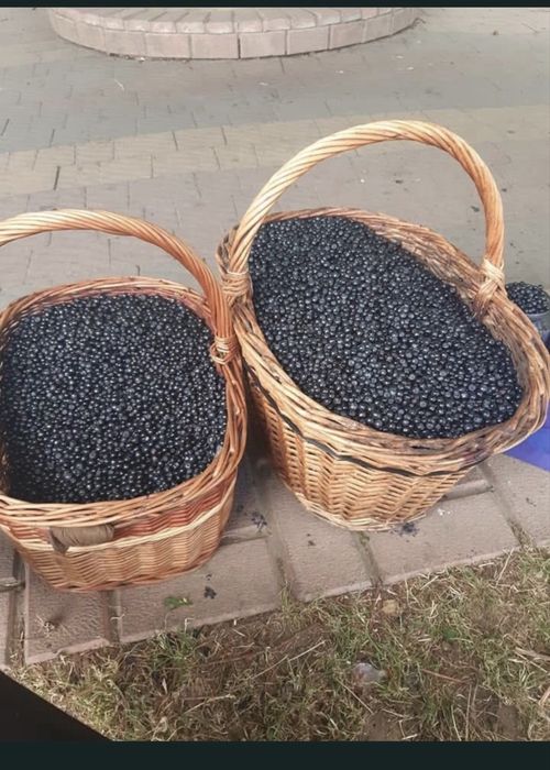 Продам яфини. Дуже смачна - Полонинська - 200 грн за 1 літр