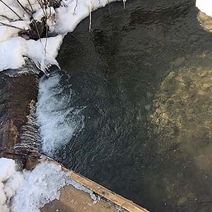 Котедж «Ведмедиця Тадея»