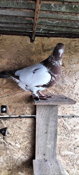 Gołębie pocztowe: tygrysy i mulemansy