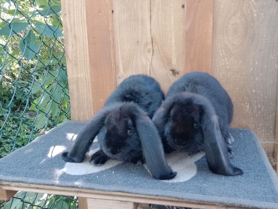 Młode samczyki Baran Francuski.